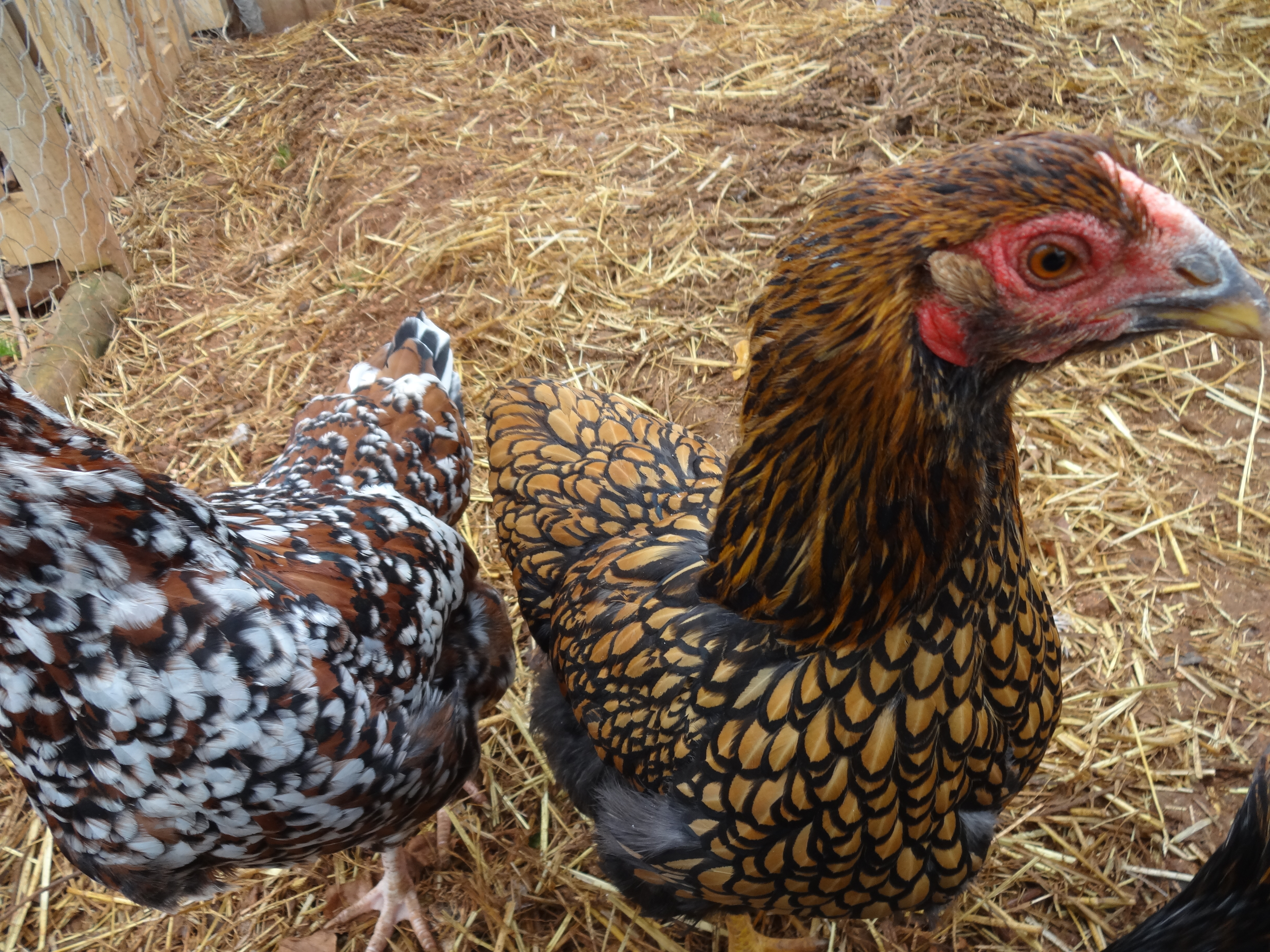 Wyandotte For Sale Chickens Breed Information Omlet Wyandotte For Sale Chickens Breed Information Omlet