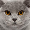 British Shorthair - Self