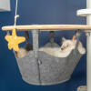 White Cat Sitting in Hammock of Omlet Freestyle Floor to Ceiling Cat Tree watching Omlet Cat Toy Starfish