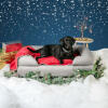 black lab on a grey memory foam bolster bed in a Christmas themed setup