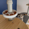 Cat looking at Freestyle Floor to Ceiling Cat Tree Treat Bowl