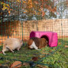 two guinea pigs, one brown and one white in a walk in run going in to a pink shelter