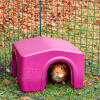 a brown guinea pig in a shelter inside an animal run