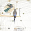 A budgie looking at the mirror whiles sitting on a pole inside the geo bird cage