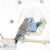 A budgie looking at a mirror whiles sitting on a pole inside the geo bird cage