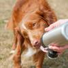 Dog licking water from Long Paws dog water bottle