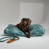 A dog lying on the Nature Trail cushion dog bed with accessories