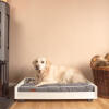a golden retriever on a grey and white dog sofa bed