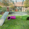 Two Rabbits inside of Omlet Zippi Rabbit Playpen with one on Zippi Platforms and other in Zippi Play Tunnel