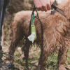 Beco Dog Poop Bags Dispenser attached to dog lead