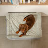 Top View Shot of Dachshund on Omlet Topology Dog Bed with Quilted Topper