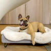 Dog Laying on Omlet Topology Dog Bed with Sheepskin Topper and Black Hairpin Feet