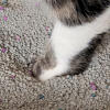 cats paw in clay cat litter