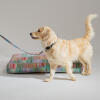 Dog with matching collar and lead on the same design that the cushion dog bed