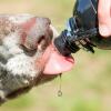 Close up of dog licking water from Dog Water Bottle