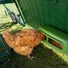 Chicken eating inside the run cover for eglu go up chicken coop