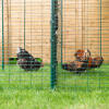 chickens pecking the ground in an outdoor run