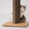 Fluffy cat peering around the Stak cat scratcher