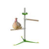 Chicken in the free standing perch system Spring Kit
