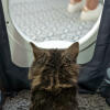 Cat Sitting in Maya Cat Litter Box Furniture getting privacy