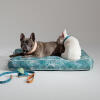 Two French Bulldogs sat on the Nature Trail cushion dog with matching accessories