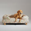 A Retriever resting in the Morning Meadow Bolster Dog Bed