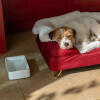 dog sleeping on his bolster dog bed