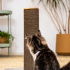 cat playing with a short cat scratching post
