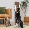 cat playing with a tall cardboard scratching post