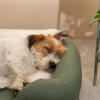 Scruffy Terrier sleeping in sage green dog bed