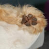 Close up of dog paw on Omlet Topology Sheepskin Topper