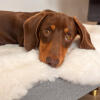 Close up of Dachshund Laying on Omlet Topology Dog Bed with Sheepskin Topper