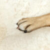 Close up of dog paw on Omlet Topology Sheepskin Topper