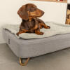 Dachshund Sitting on Omlet Topology Dog Bed with Quilted Cover and Gold Hairpin Feet