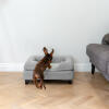 Dachshund Jumping on Omlet Topology Dog Bed with Grey Bolster and Black Rail Feet