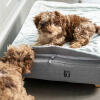 Two puppies playing on the Topology Puppy Bed with Quilted Topper