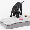 A puppy playing with a toy on the Topology Puppy Bed with Quilted Topper