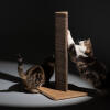 Two cats with Stak scratcher against a dark background