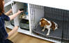 Also keep the treats for puppy training safely in the cupboard of the Omlet Fido Studio s