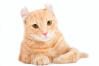 American Curl (Shorthair)