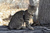 American Bobtail (Shorthair)