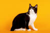 Japanese Bobtail