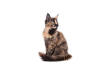 Maine Coon