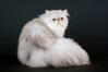 Persian - Shaded Silver