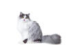 Persian - Smoke Bicolour