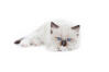 Ragdoll