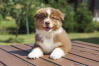Australian Shepherd Dog