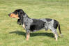 Basset Bleu De Gascogne