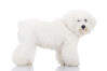 Bichon Frise