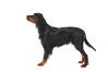 Gordon Setter